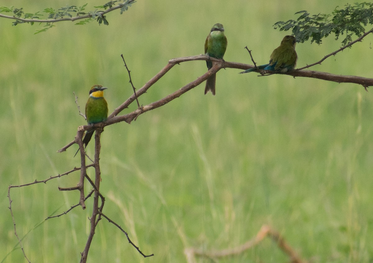 Swallow-tailed Bee-eater - ML387243721