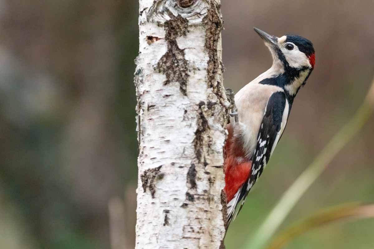 Great Spotted Woodpecker - ML387243751