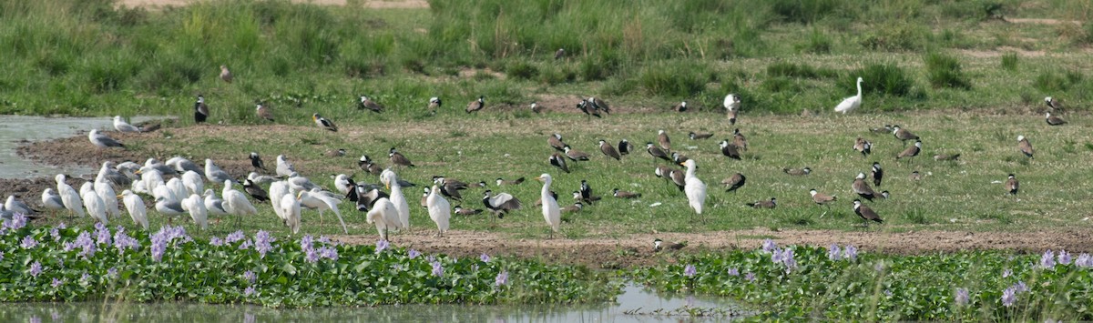 Spur-winged Lapwing - ML387245221