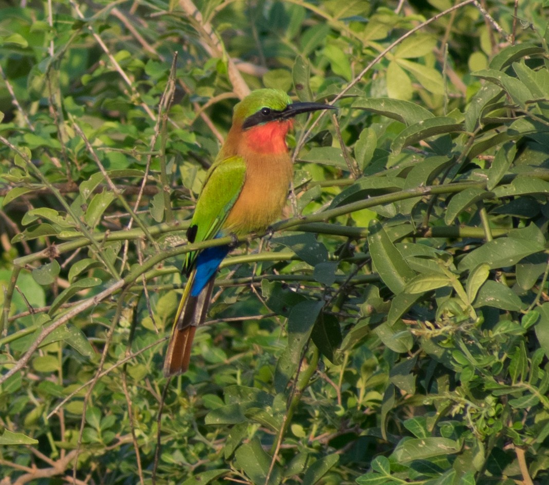 Red-throated Bee-eater - ML387246281
