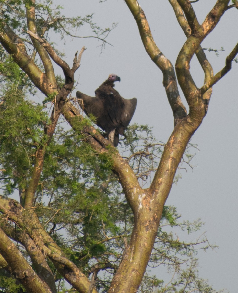 Lappet-faced Vulture - ML387247551