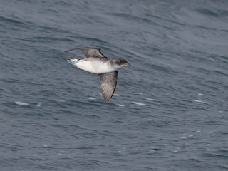  - Common Diving-Petrel