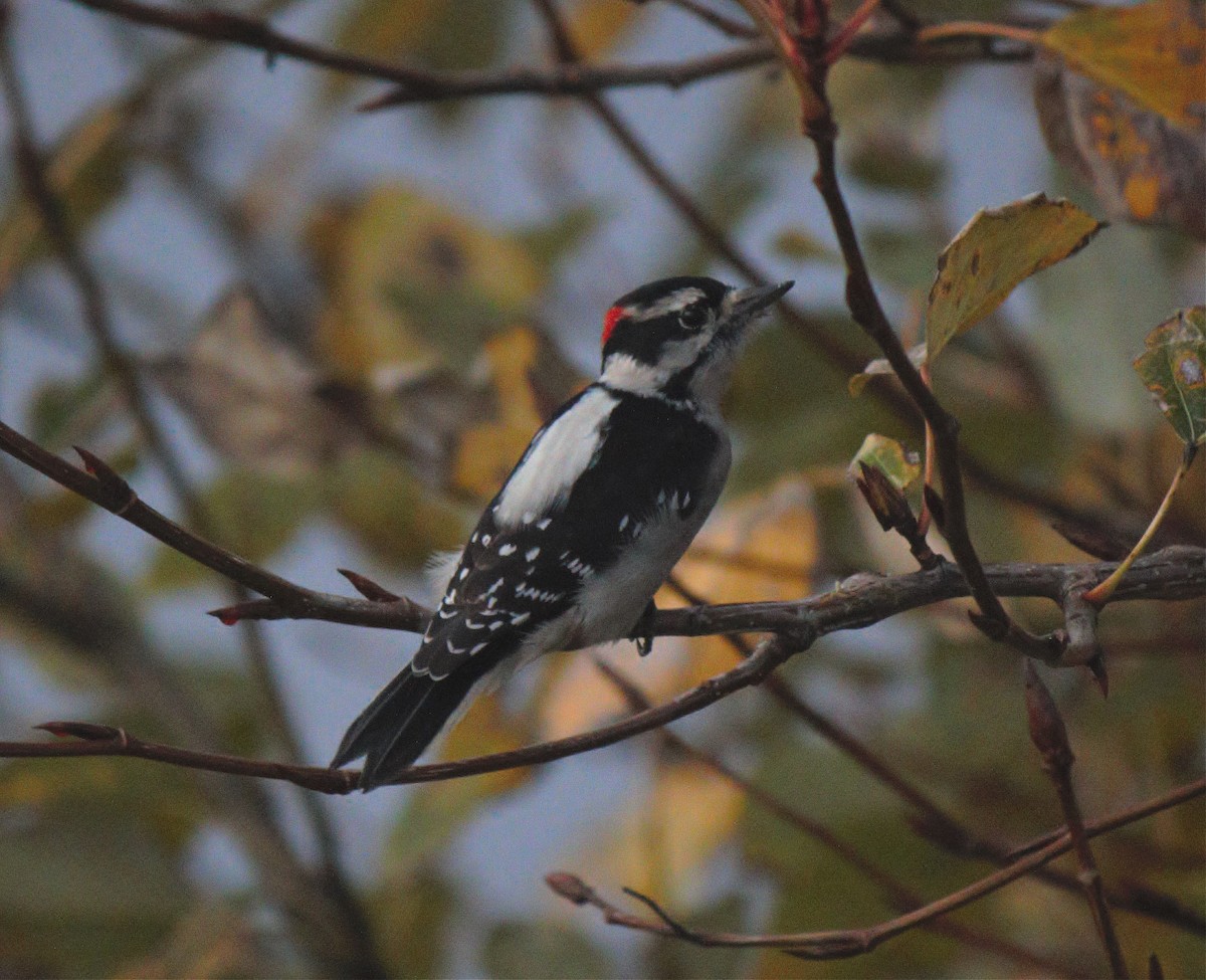 Downy Woodpecker (Pacific) - Philip Kline