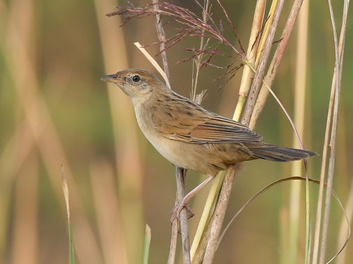 Bristled Grassbird - Schoenicola striatus - Birds of the World