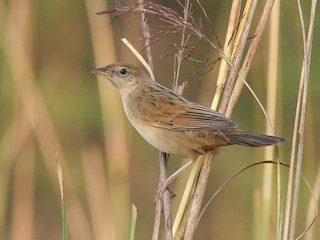  - Bristled Grassbird