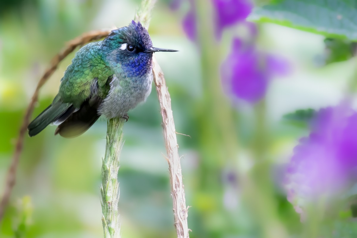Violet-headed Hummingbird - Ben  Lucking