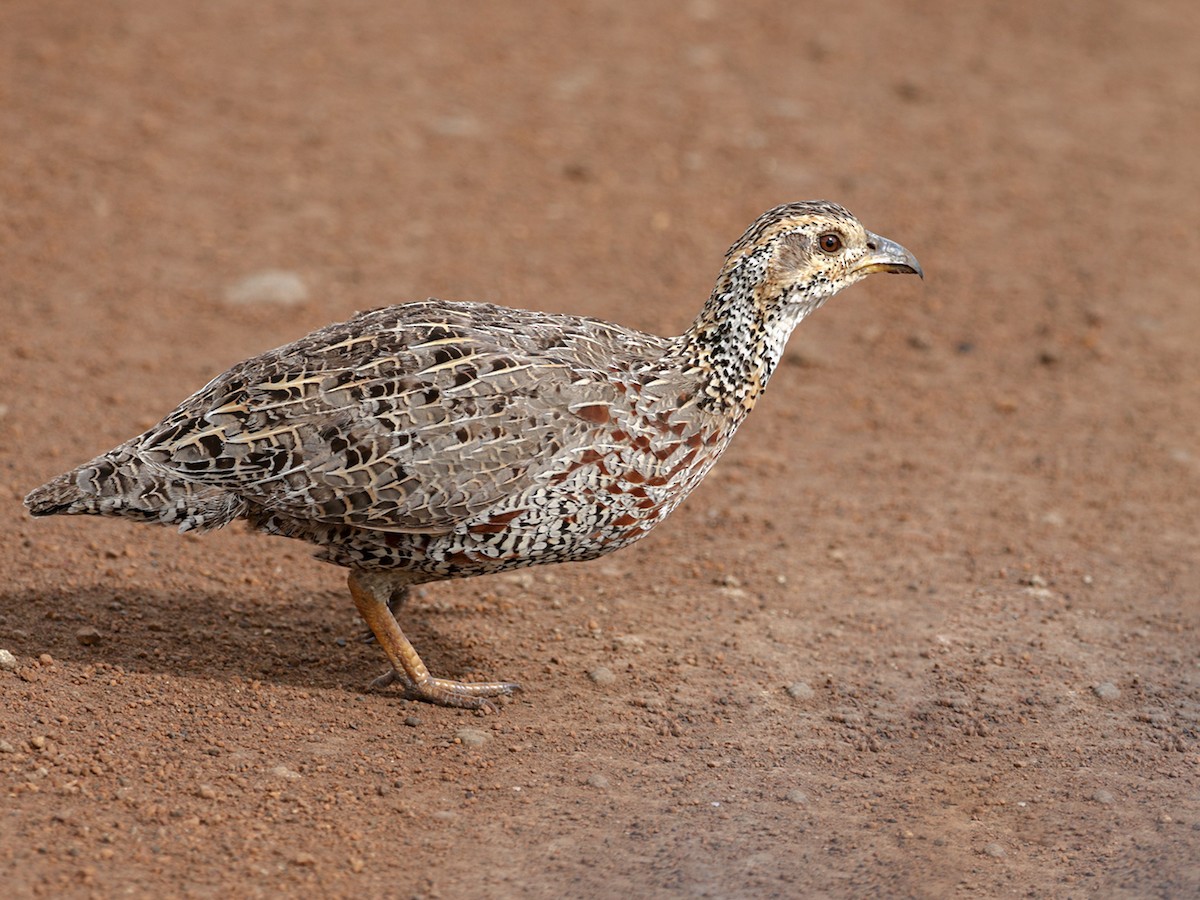 Shelley's Francolin - Scleroptila shelleyi - Birds of the World