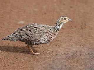  - Shelley's Francolin