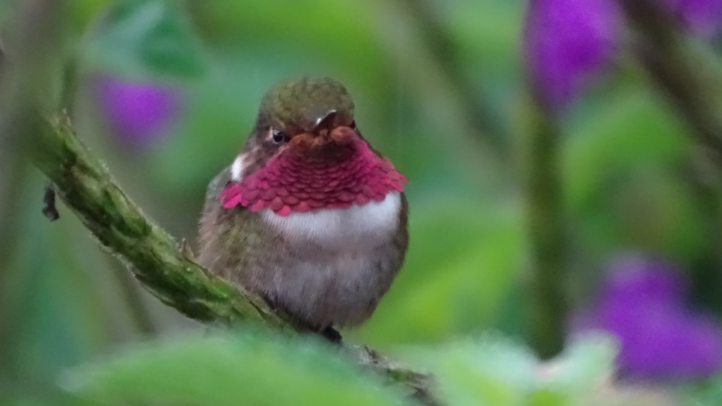 Volcano Hummingbird (Rose-throated) - Diego Ramírez