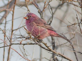  - Red-mantled Rosefinch