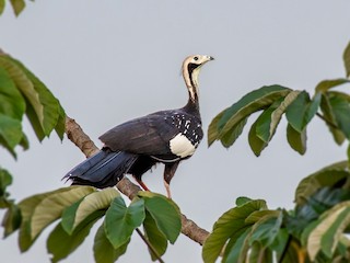  - Blue-throated Piping-Guan