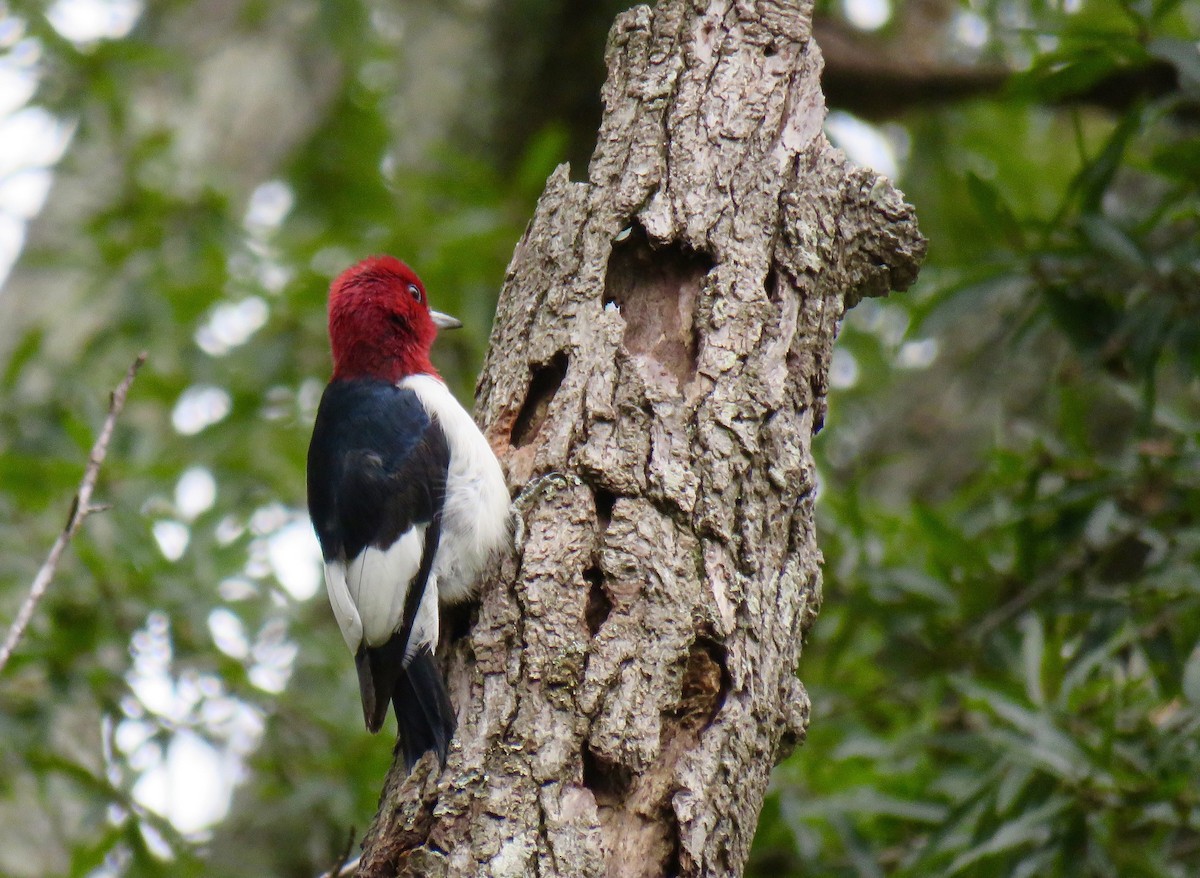 Red-headed Woodpecker - ML387273811
