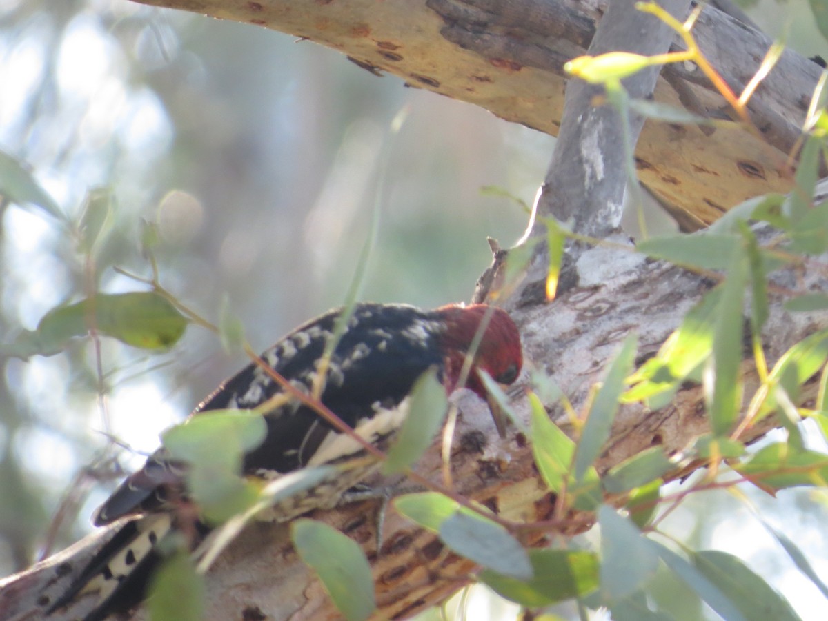 Red-naped/Red-breasted Sapsucker - ML387273981