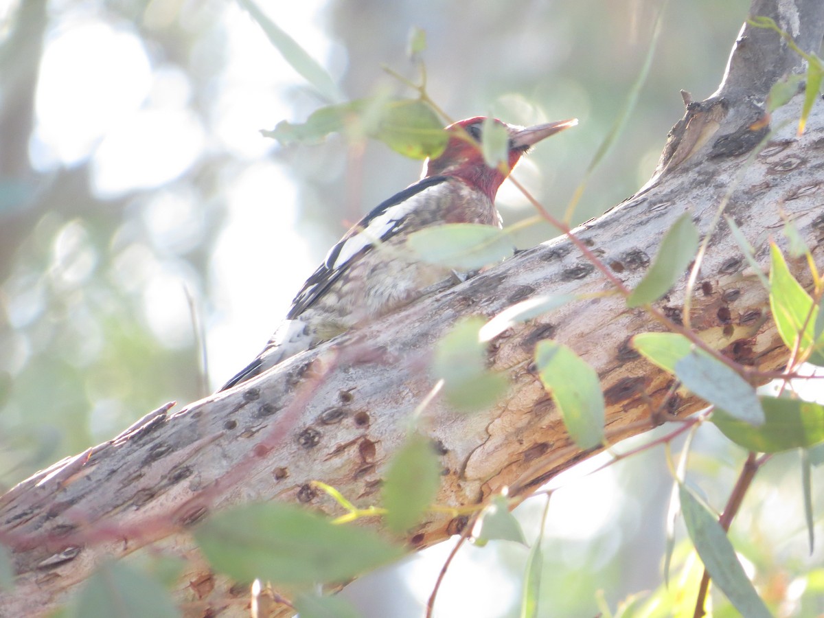 Red-naped/Red-breasted Sapsucker - ML387273991