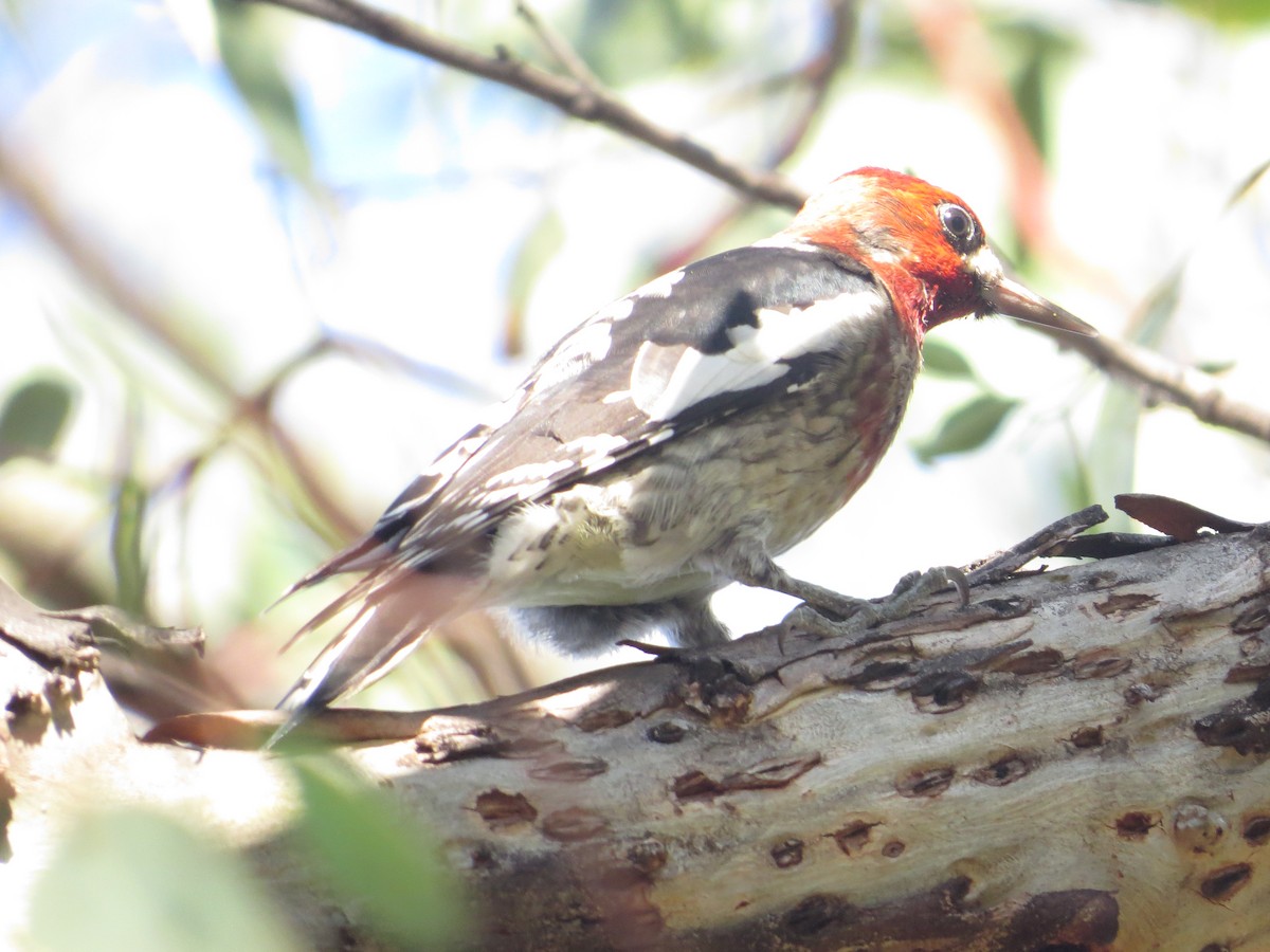 Red-naped/Red-breasted Sapsucker - ML387274821