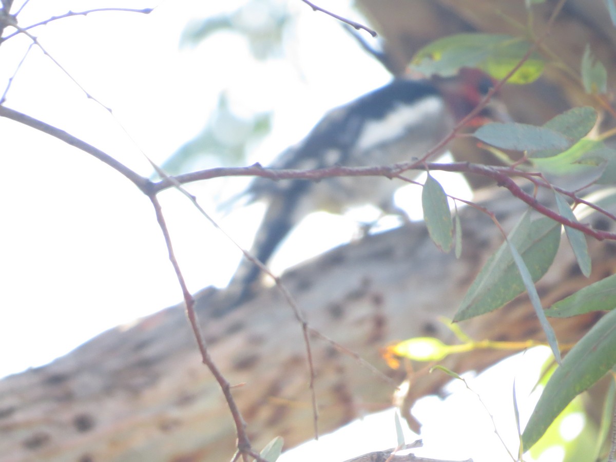 Red-naped/Red-breasted Sapsucker - ML387274841