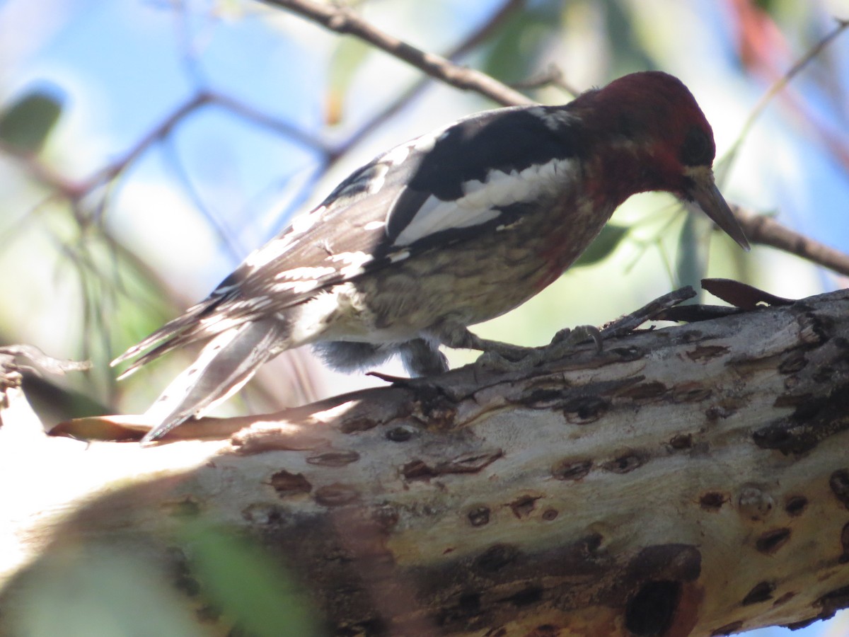 Red-naped/Red-breasted Sapsucker - ML387274851