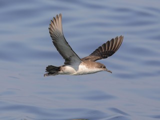  - Yelkouan Shearwater