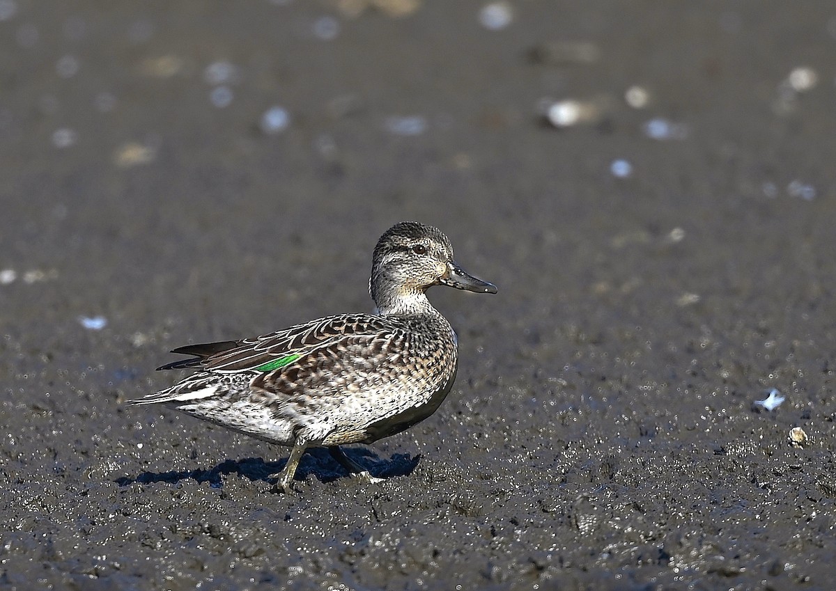 Green-winged Teal - André Lanouette