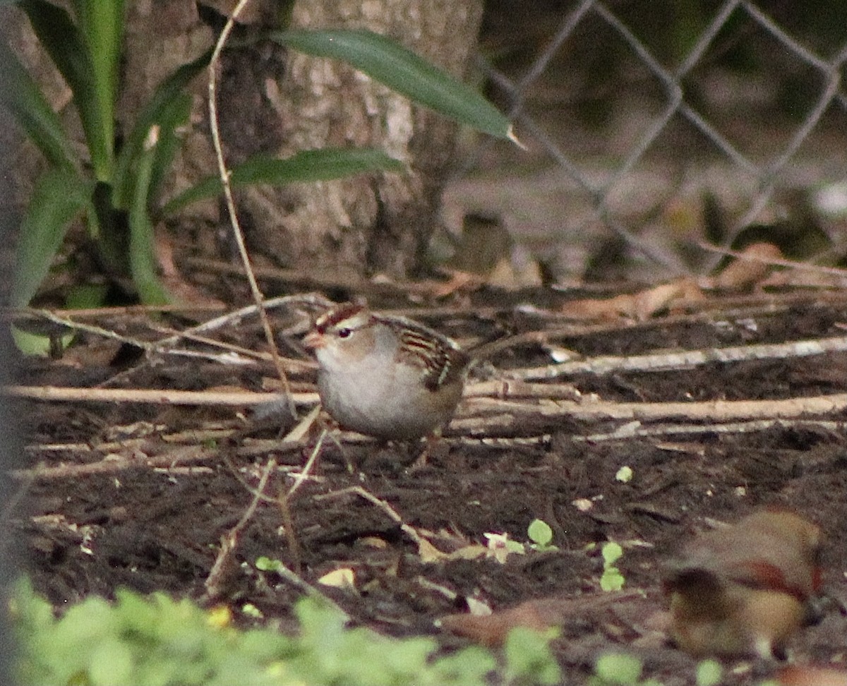 White-crowned Sparrow - ML387278431