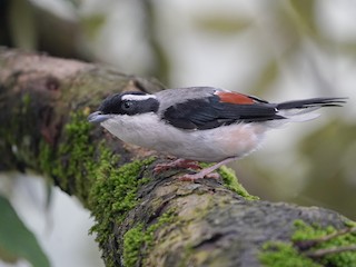  - White-browed Shrike-Babbler (Himalayan)