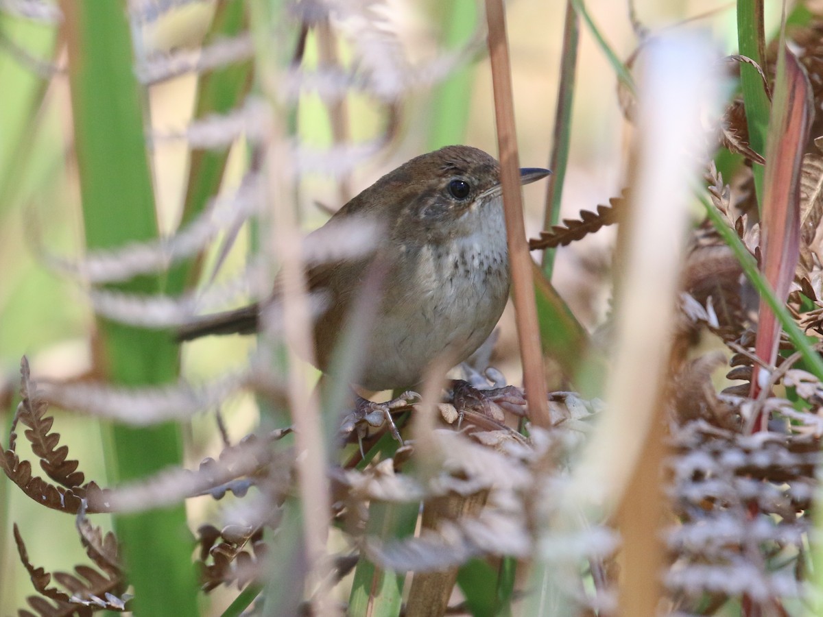 Dalat Bush Warbler Locustella Idonea Birds Of The World