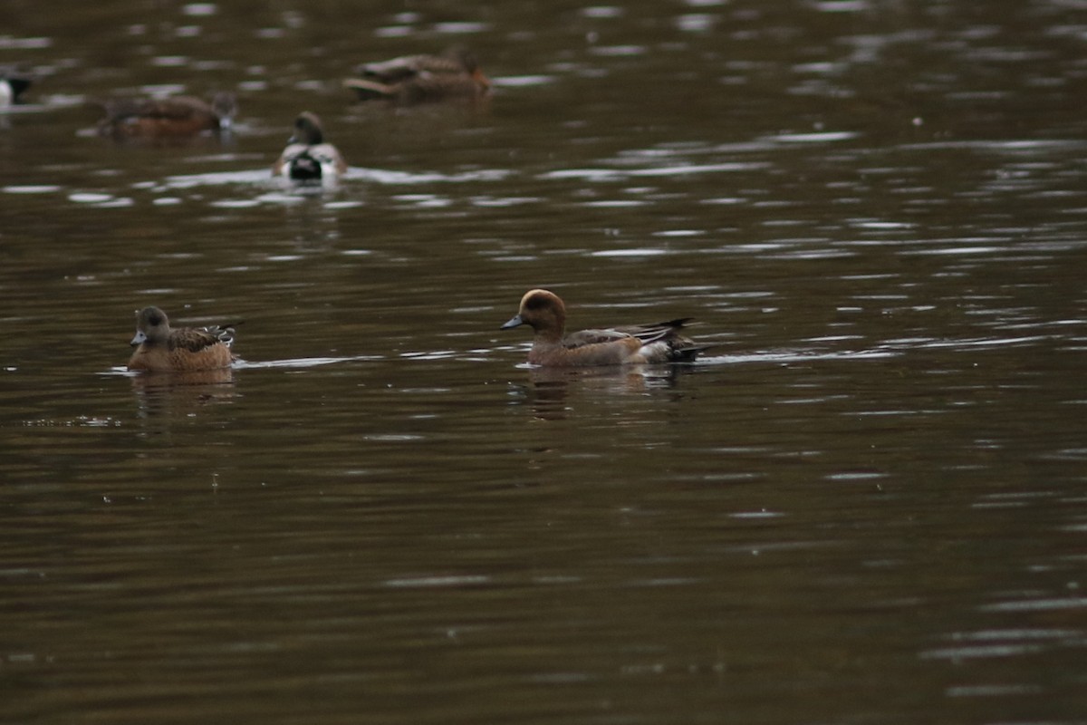 Eurasian Wigeon at Great Blue Heron Nature Reserve by Jonathan Pap