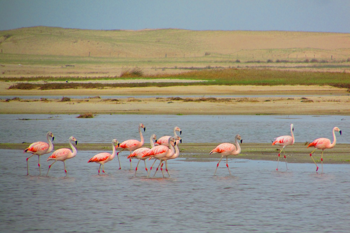 Chilean Flamingo - Rodrigo Velli