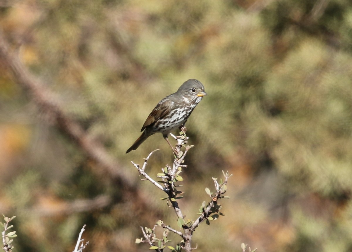 Fox Sparrow (Slate-colored) - ML387286331