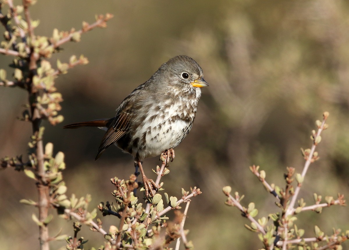 Fox Sparrow (Slate-colored) - ML387286351