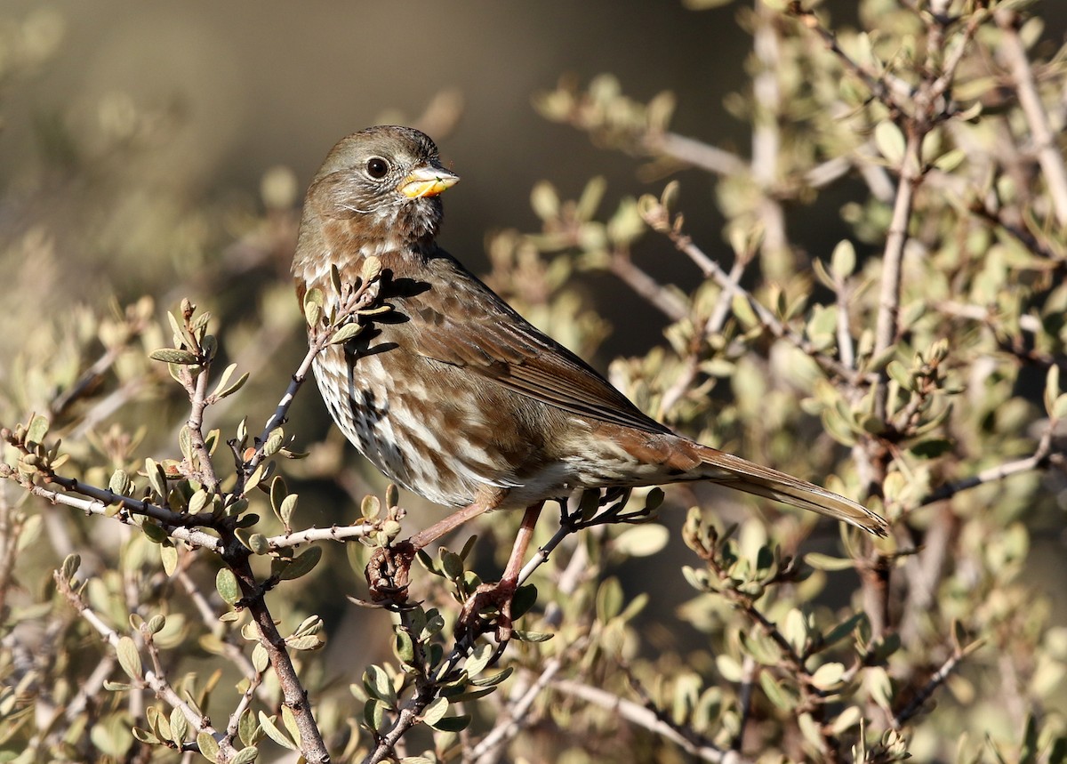 Fox Sparrow (Sooty) - Steve Rottenborn