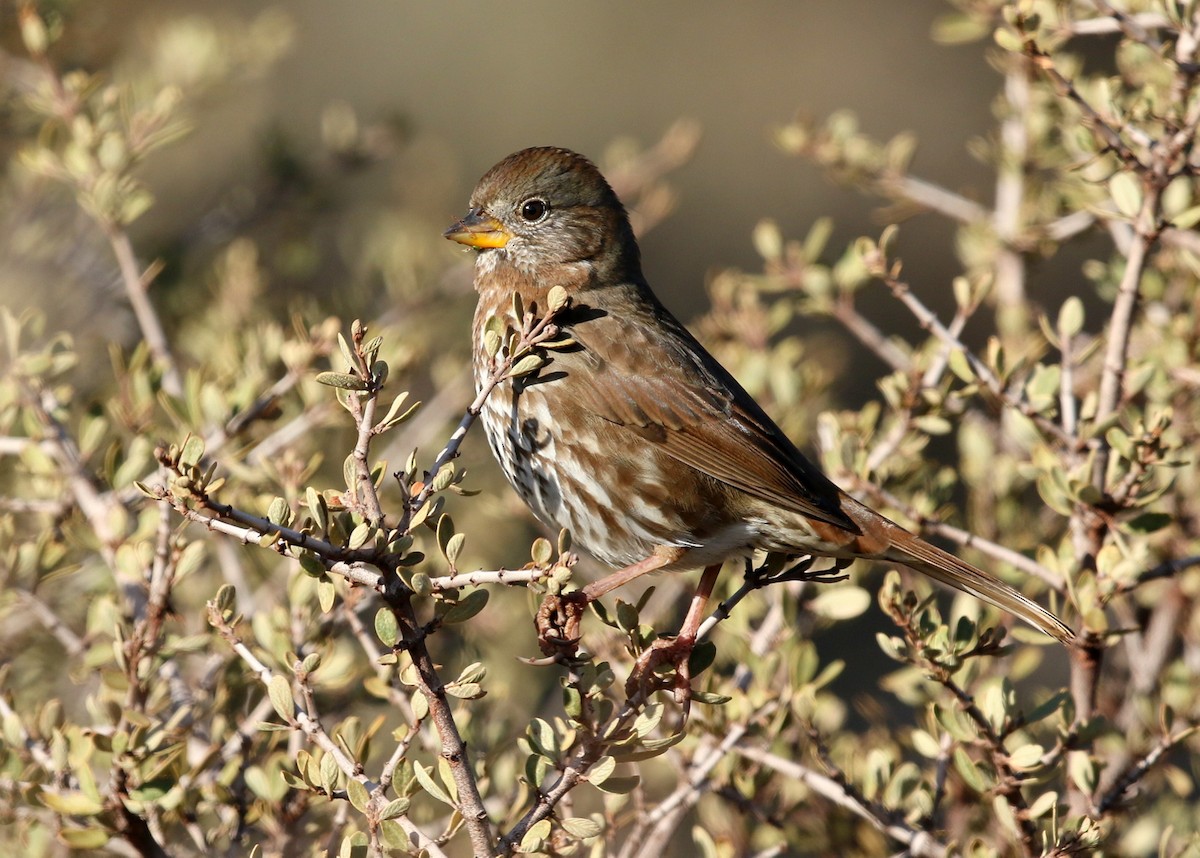 Fox Sparrow (Sooty) - ML387287201