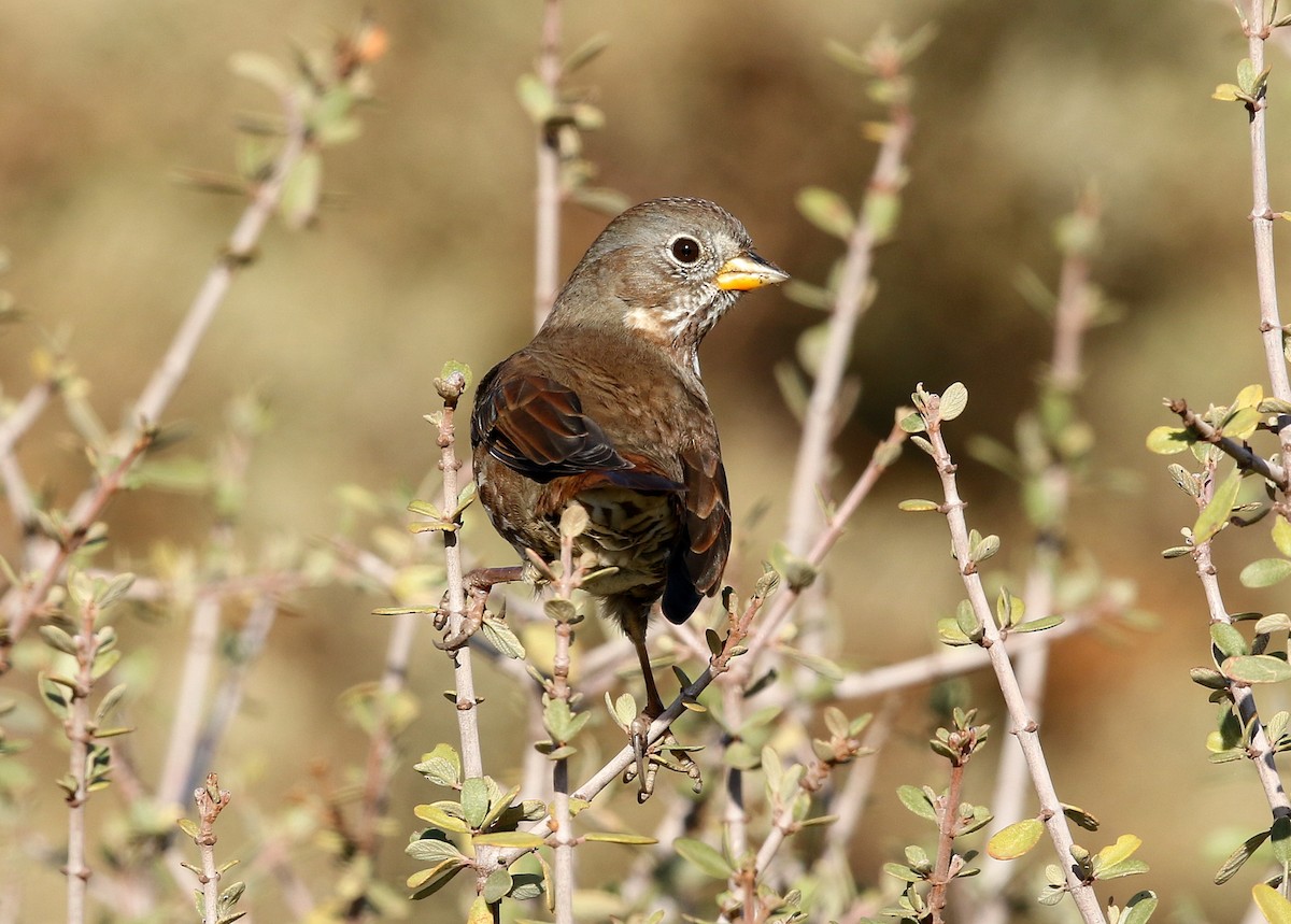 Fox Sparrow (Sooty) - ML387287251