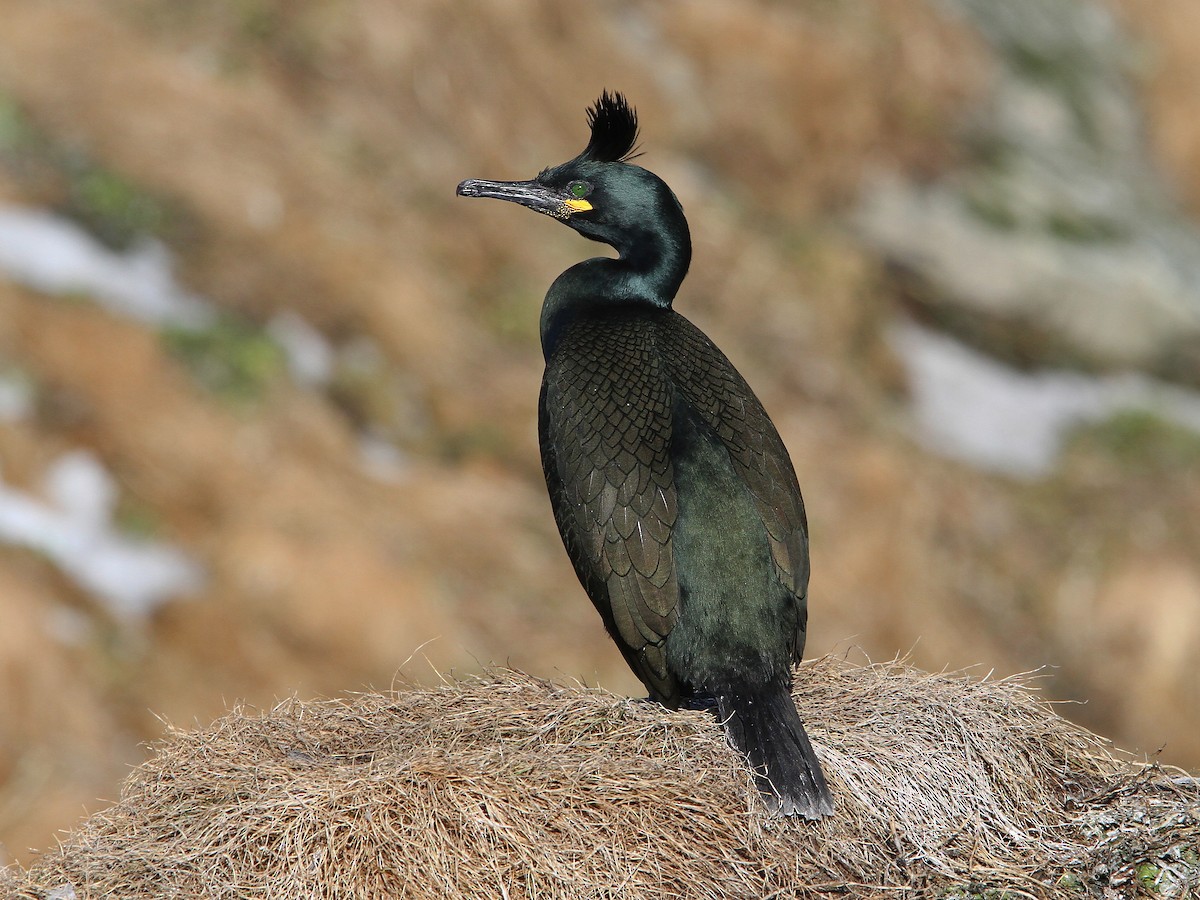 European Shag - Gulosus aristotelis - Birds of the World