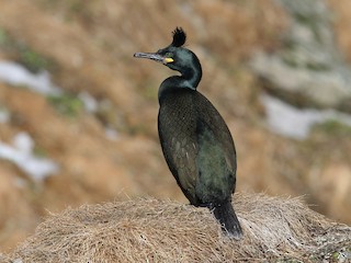  - European Shag (Atlantic)