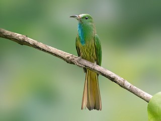  - Blue-bearded Bee-eater