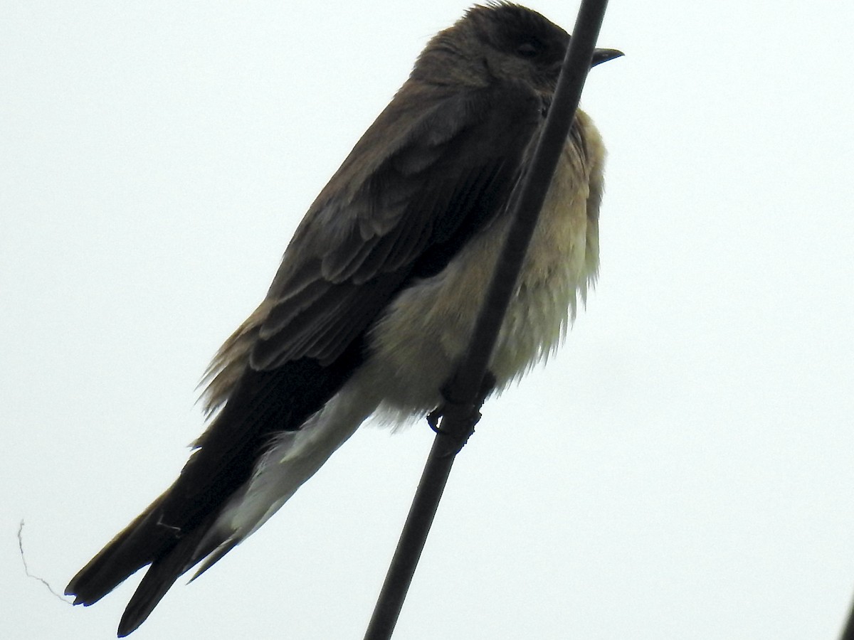 Southern Rough-winged Swallow - ML387291201