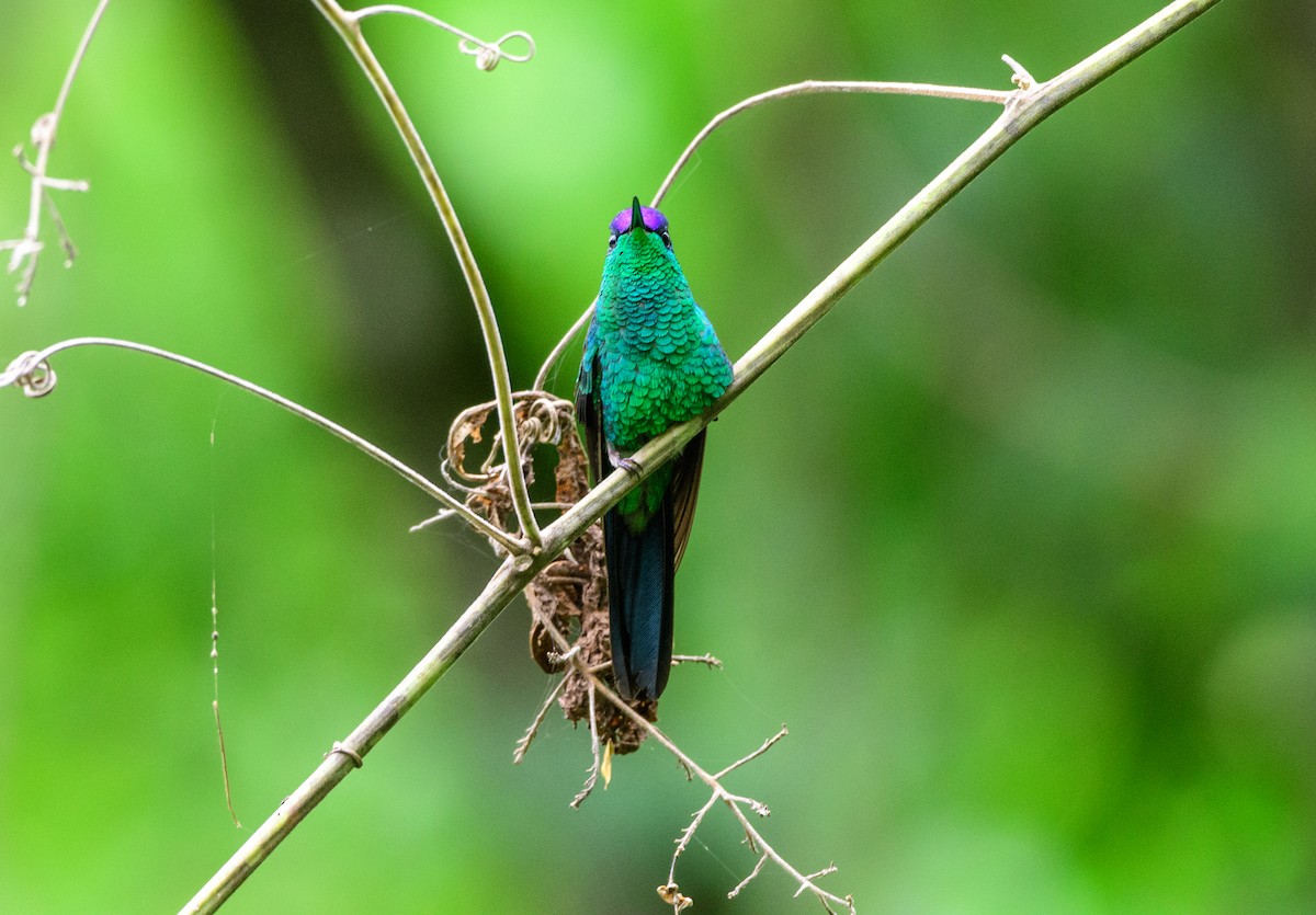 Violet-capped Woodnymph - ML387291381