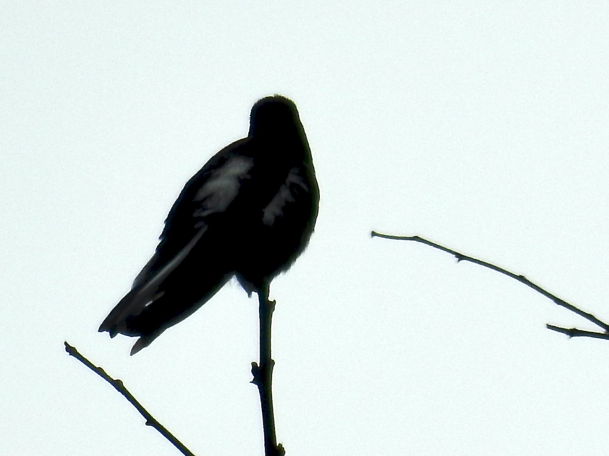 kolibřík černobílý - ML387292111