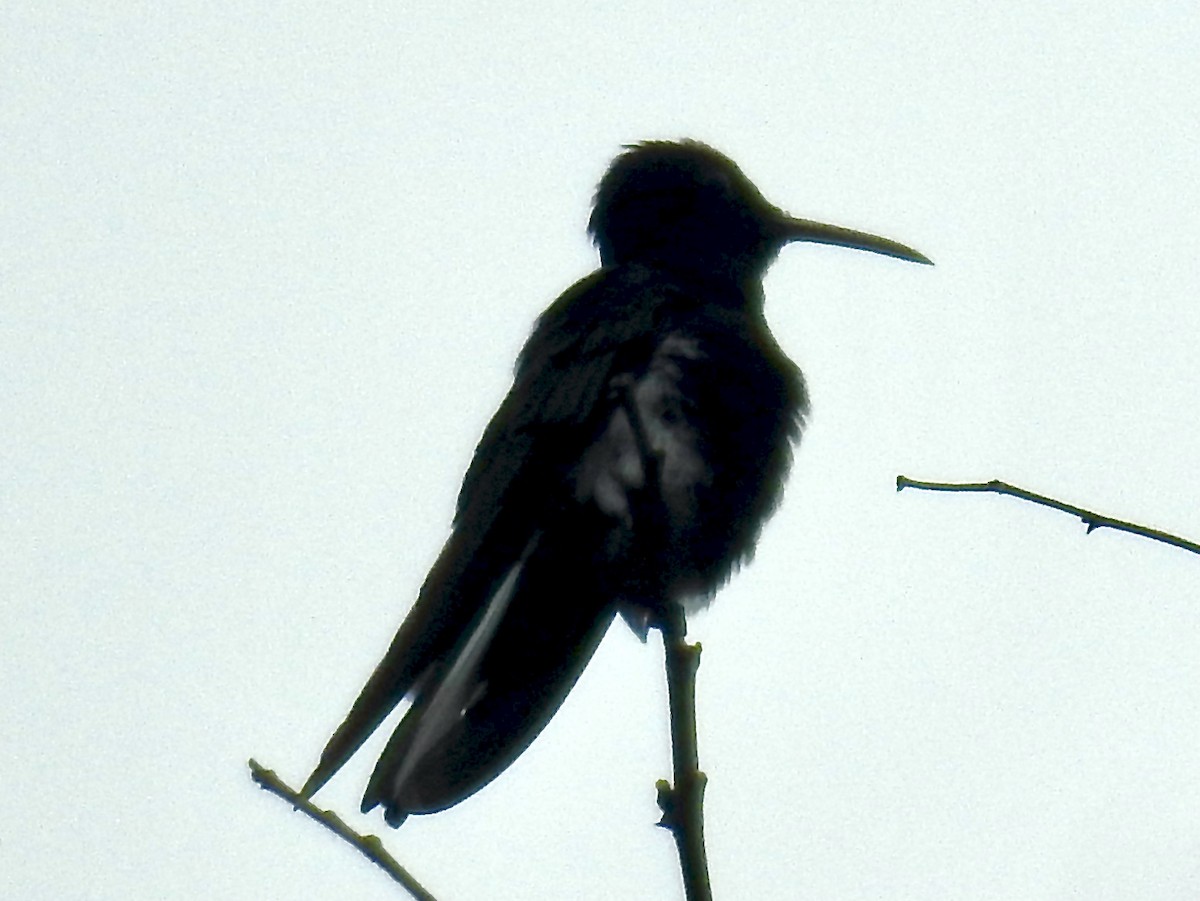 kolibřík černobílý - ML387292121
