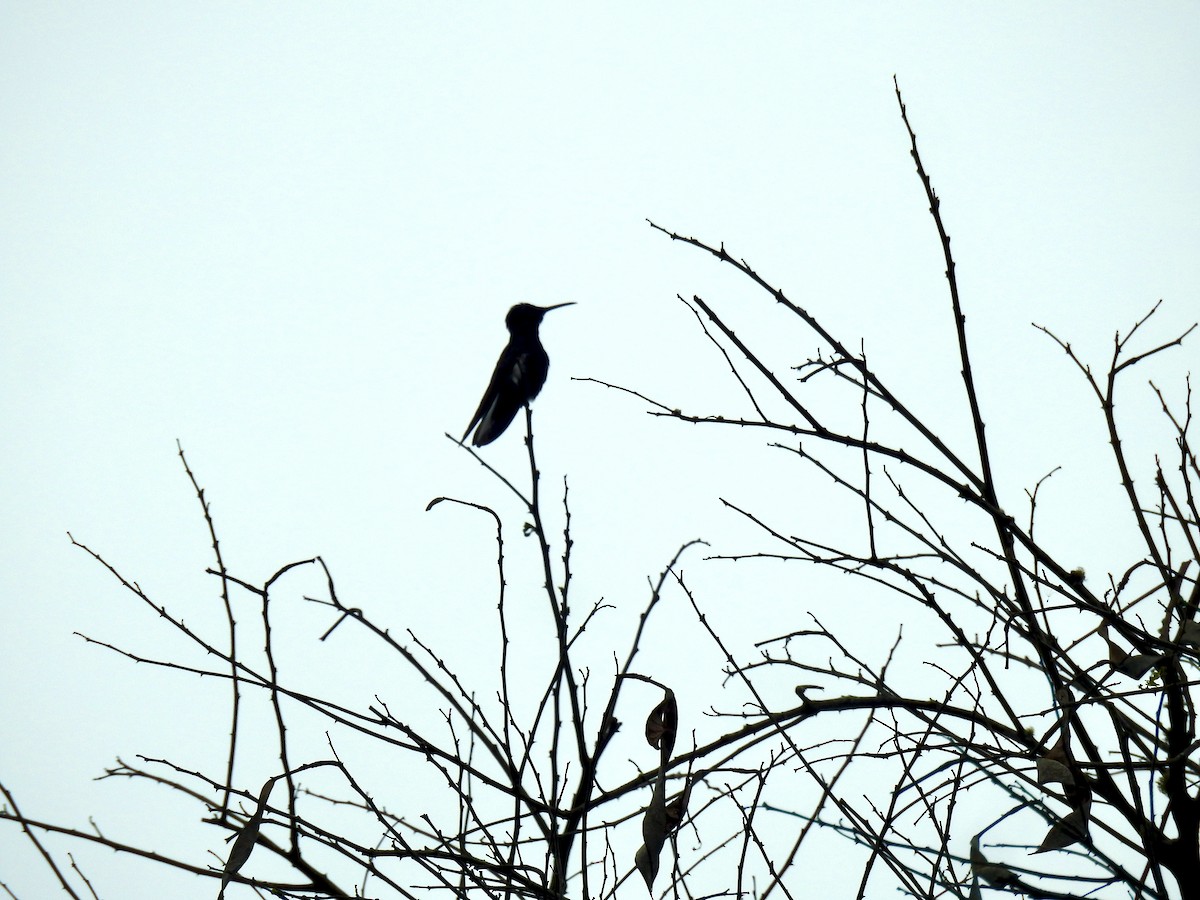 kolibřík černobílý - ML387292151