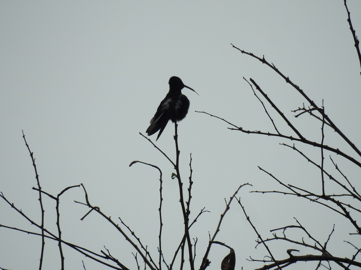 kolibřík černobílý - ML387292171