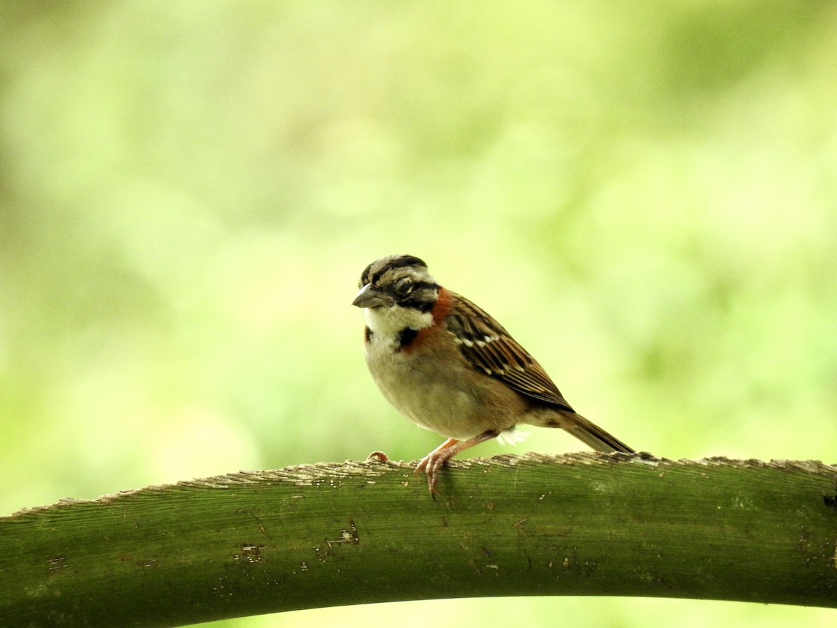 Rufous-collared Sparrow - Clarisse Odebrecht