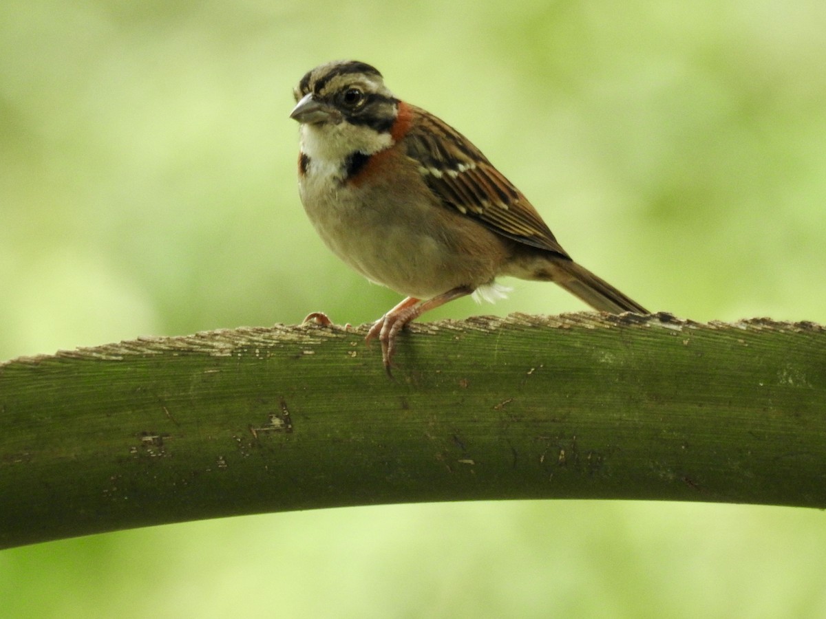 Rufous-collared Sparrow - ML387292801