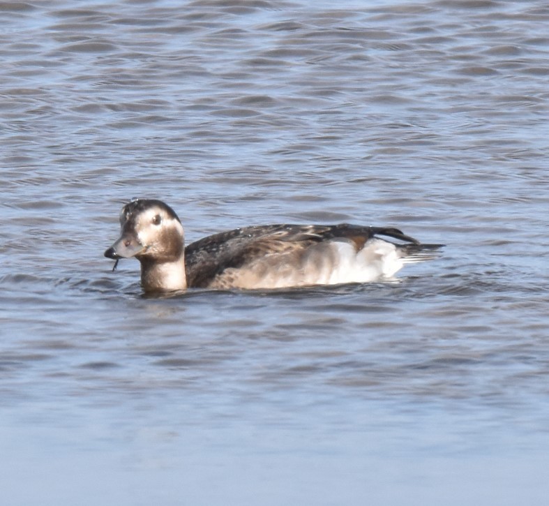 Long-tailed Duck - ML387292921