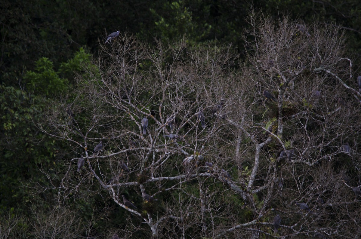 Band-tailed Pigeon - Rolando Tol Gonzalez (Whatsapp 502- 57364134)