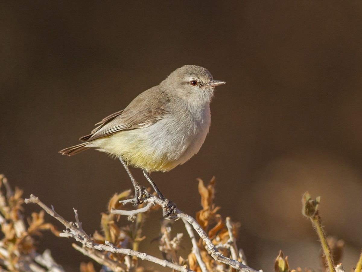 Yellow-bellied Eremomela - Eremomela icteropygialis - Birds of the World