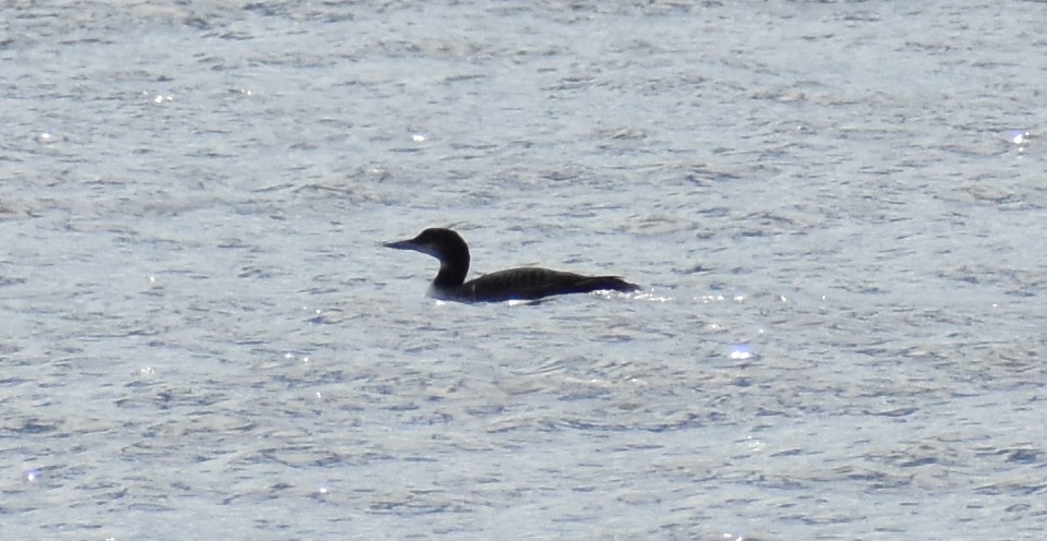 Common Loon - Andrew From