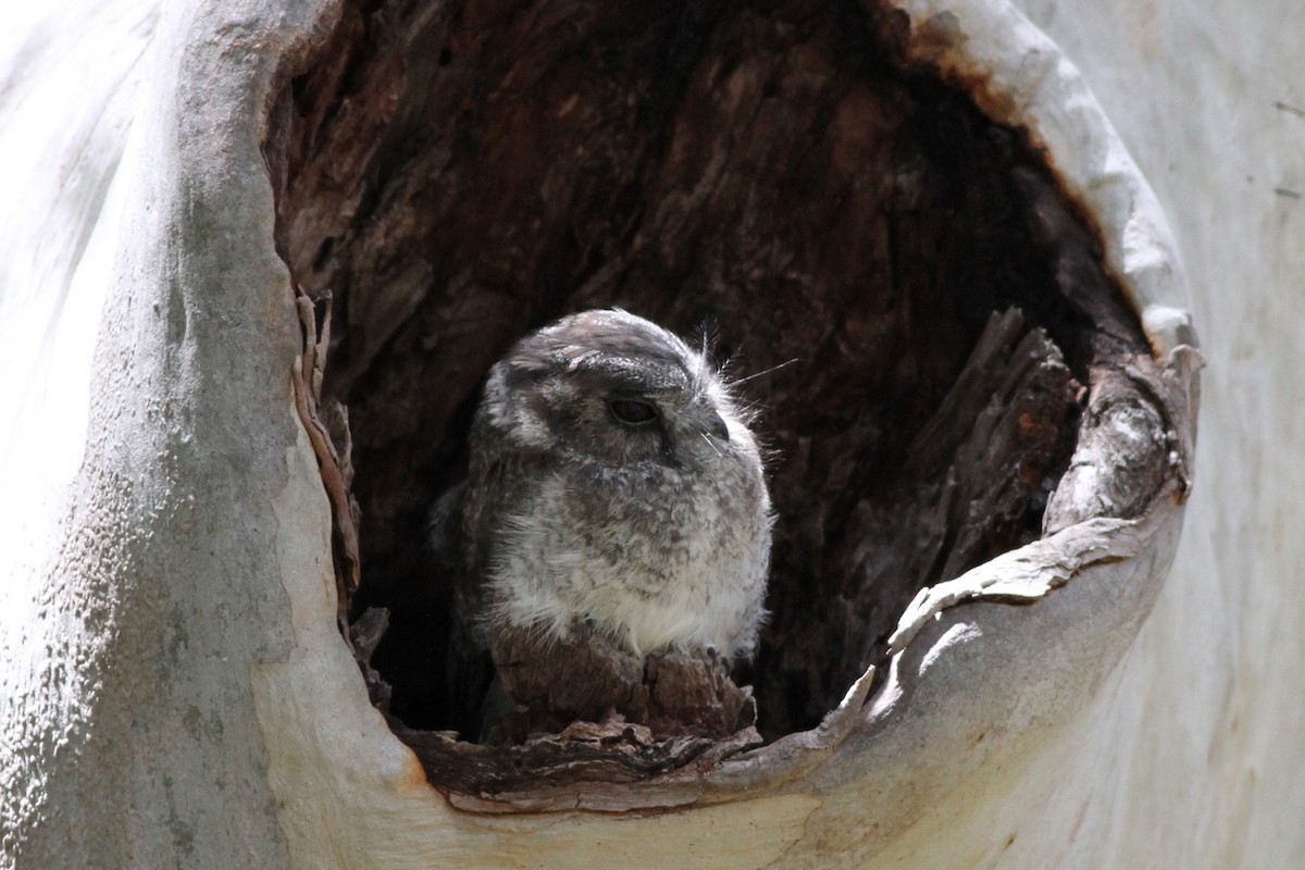 Australian Owlet-nightjar - Chris Wiley