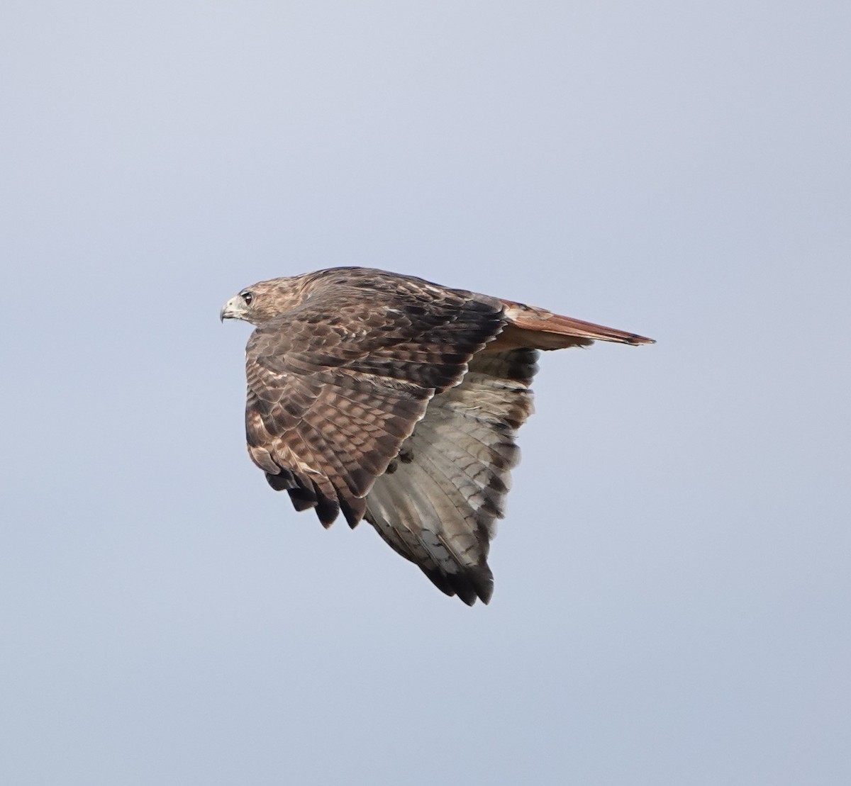 Red-tailed Hawk (abieticola) - ML387303601